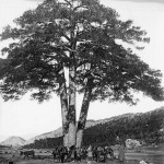El Pi de les tres branques-1905
